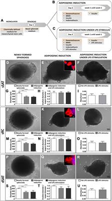 Mimicking lipolytic, adipogenic, and secretory capacities of human subcutaneous adipose tissue by spheroids from distinct subpopulations of adipose stromal/stem cells